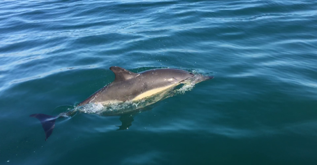 Des dauphins en baie de Morlaix