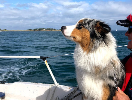 Sortie en mer avec la chienne Rina