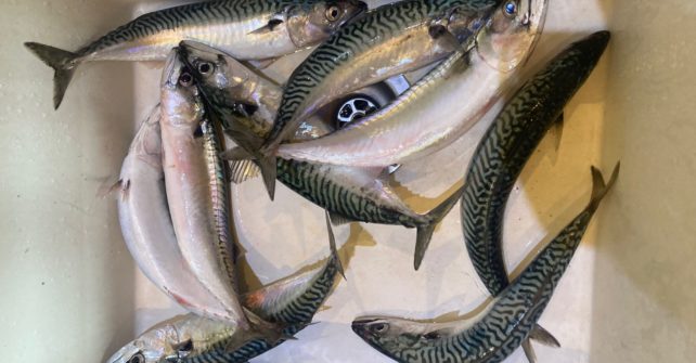 Les maquereaux sont de retour en Baie de Morlaix